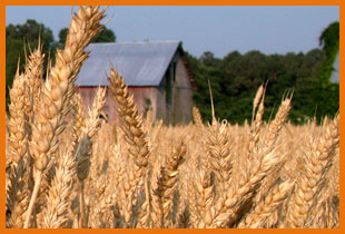 Wheat Farm